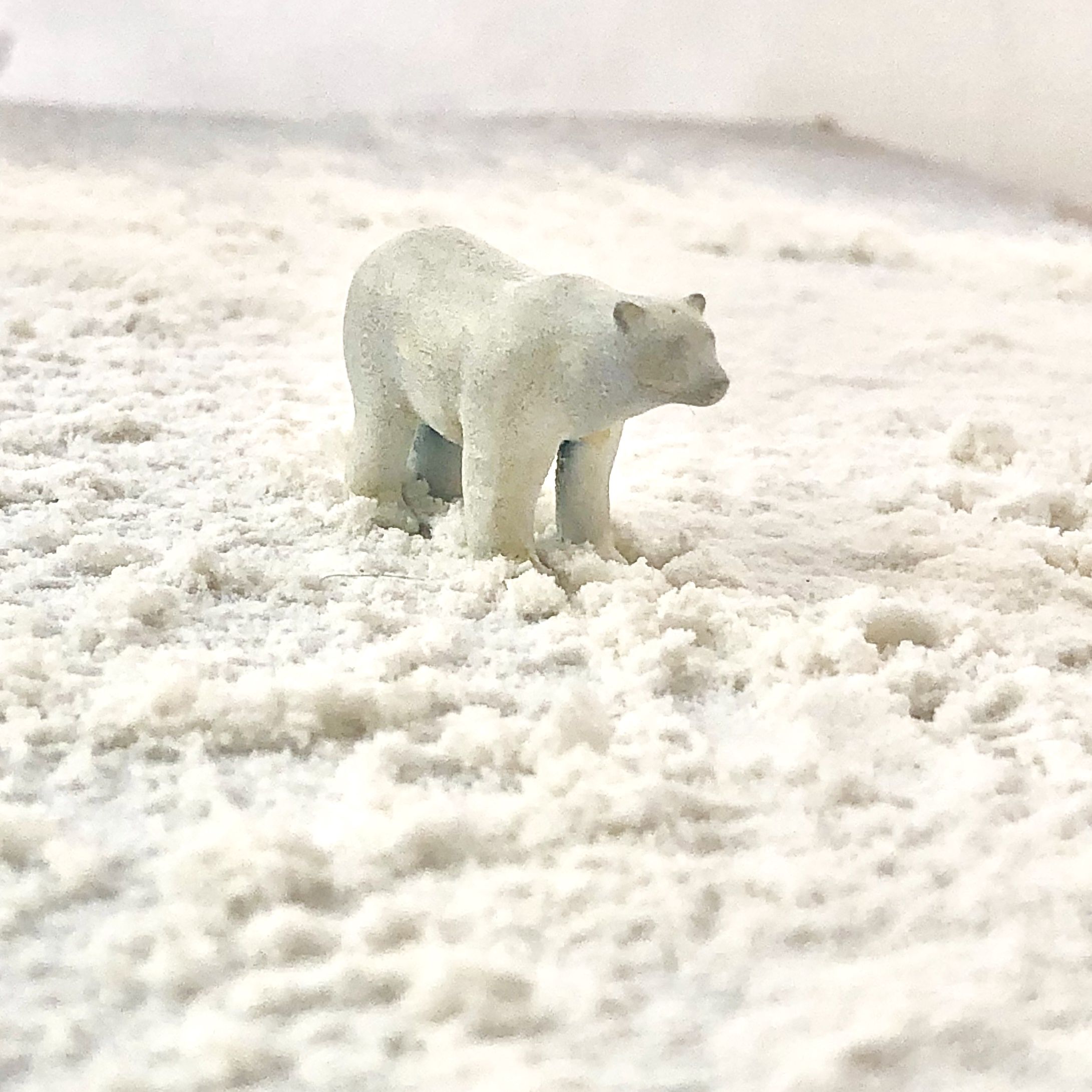 Polar Bears Miniprints